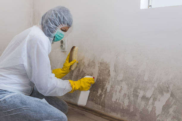 Best Mold Testing and Removal  in Bridgeport, OH